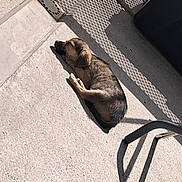 Anaka participe au concours pour gagner de l'argent avec cette photo : dog, sleeping, sunlight, shadow, concrete, outdoor, fence, metal, chair, relaxing, pet, animal, sunny, resting, quiet, daytime, brown, black, fur, calm
