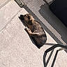 dog, sleeping, sunlight, shadow, concrete, outdoor, fence, metal, chair, relaxing, pet, animal, sunny, resting, quiet, daytime, brown, black, fur, calm