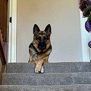 Daisy joined the competition — help win amazing prizes! animal, architecture, building, canine, dog, flower, flowerarrangement, germanshepherd, handrail, house, housing, indoors, interiordesign, pet, plant, policedog, pottedplant, puppy, purple, staircase