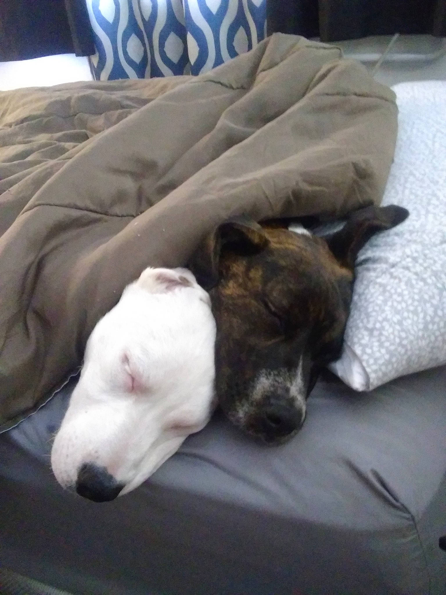 Bj joined the competition — help win amazing prizes! bed, bed_sheet, bedding, carnivore, collar, comfort, companion_dog, couch, dog, dog_breed, dog_supply, fawn, guard_dog, linens, rampur_greyhound, sighthound, tail, terrestrial_animal, whiskers, working_animal