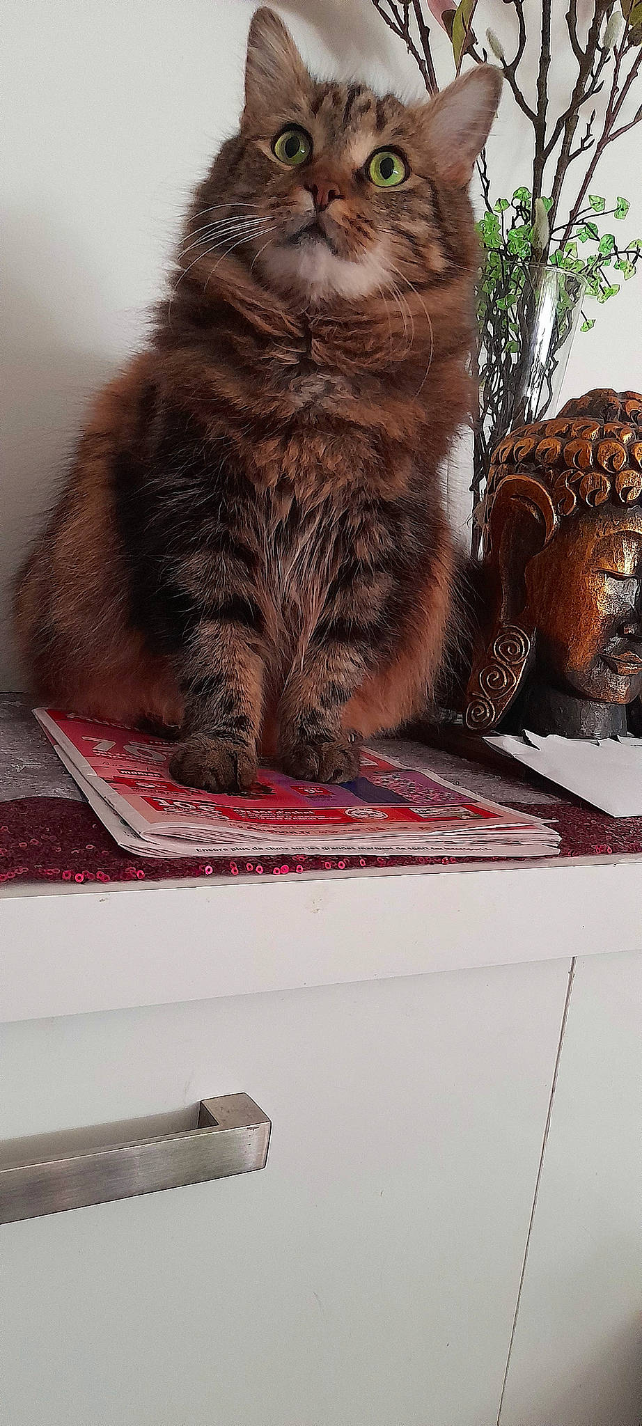 Naya participe au concours pour gagner de l'argent avec cette photo : carnivore, cat, claw, comfort, domestic_short_haired_cat, felidae, flooring, fur, metal, paw, plant, rectangle, room, small_to_medium_sized_cats, tail, textile, tree, whiskers, window, wood