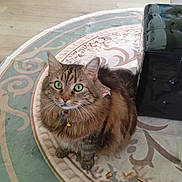 Naya participe au concours pour gagner de l'argent avec cette photo : cat, tabby, green_eyes, fluffy, pet, indoor, rug, patterned_rug, floor, furniture, domestic_animal, whiskers, collar, bell, curious, sitting, brown_fur, striped_fur, home, cozy