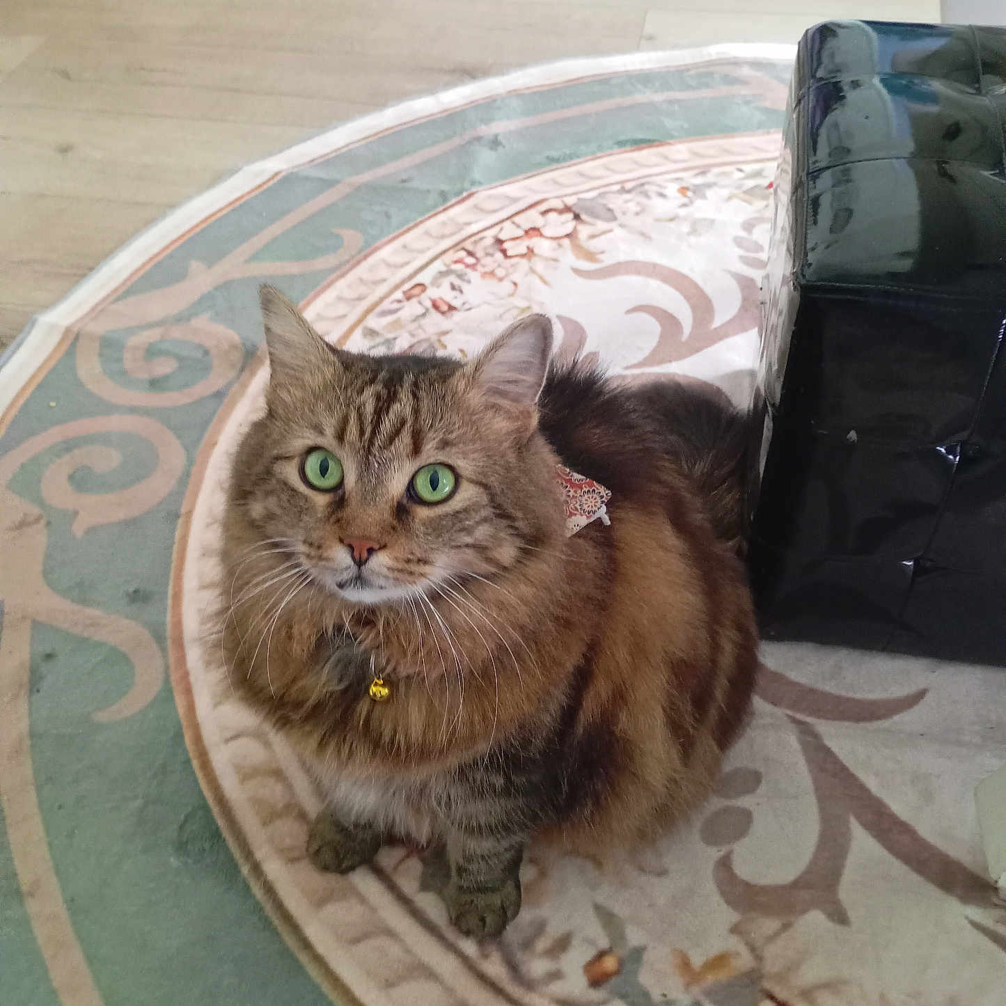 Naya participe au concours pour gagner de l'argent avec cette photo : bell, brown_fur, cat, collar, cozy, curious, domestic_animal, floor, fluffy, furniture, green_eyes, home, indoor, patterned_rug, pet, rug, sitting, striped_fur, tabby, whiskers