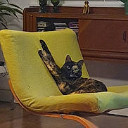 Duchesse a rejoint le concours — aidez-le/la à gagner de superbes lots ! cat, tortoiseshell_cat, feline, pet, chair, armchair, green_upholstery, living_room, furniture, wooden_floor, paw, stretching, relaxed, indoor, portrait, plant, shelf, decor, vase, statue