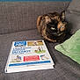 Duchesse a rejoint le concours — aidez-le/la à gagner de superbes lots ! cat, tortoiseshell_cat, sofa, couch, book, book_cover, pillow, green_pillow, pet, animal, indoor, living_room, reading, training_book, dog_book, fur, loaf_position, close_up, portrait, home_decor