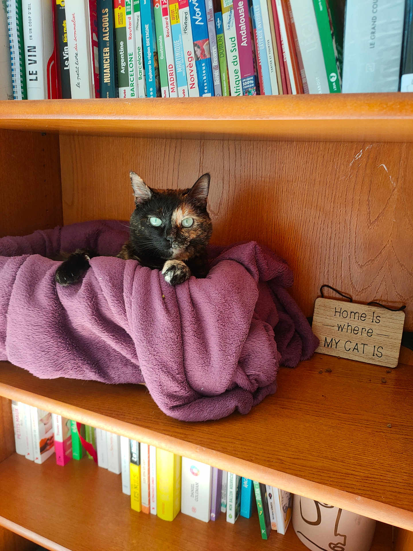 Duchesse a rejoint le concours — aidez-le/la à gagner de superbes lots ! cat, tortoiseshell_cat, purple_blanket, bookshelf, books, wooden_shelf, sign, home_decor, pet_bed, green_eyes, cozy, indoor, furniture, relaxed, portrait, shelf, book_spines, domestic_cat, reading_nook, cute