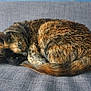 cat, tortoiseshell_cat, pet, sleeping, curled, sofa, upholstery, indoor, fur, whiskers, eye, tail, cozy, nap, domestic_animal, closeup, feline, resting, brown, black