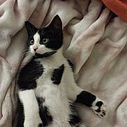 Roscoe is registered to the contest to win money with this photo: cat, black_and_white, kitten, lying_down, blanket, soft, cozy, pet, animal, fur, whiskers, paws, indoor, resting, cute, alert, relaxed, bedroom, comfortable, young
