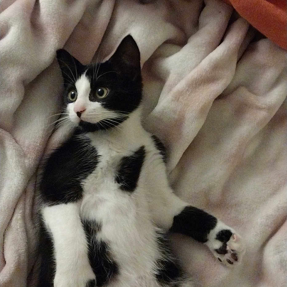 Roscoe is registered to the contest to win money with this photo: cat, black_and_white, kitten, lying_down, blanket, soft, cozy, pet, animal, fur, whiskers, paws, indoor, resting, cute, alert, relaxed, bedroom, comfortable, young