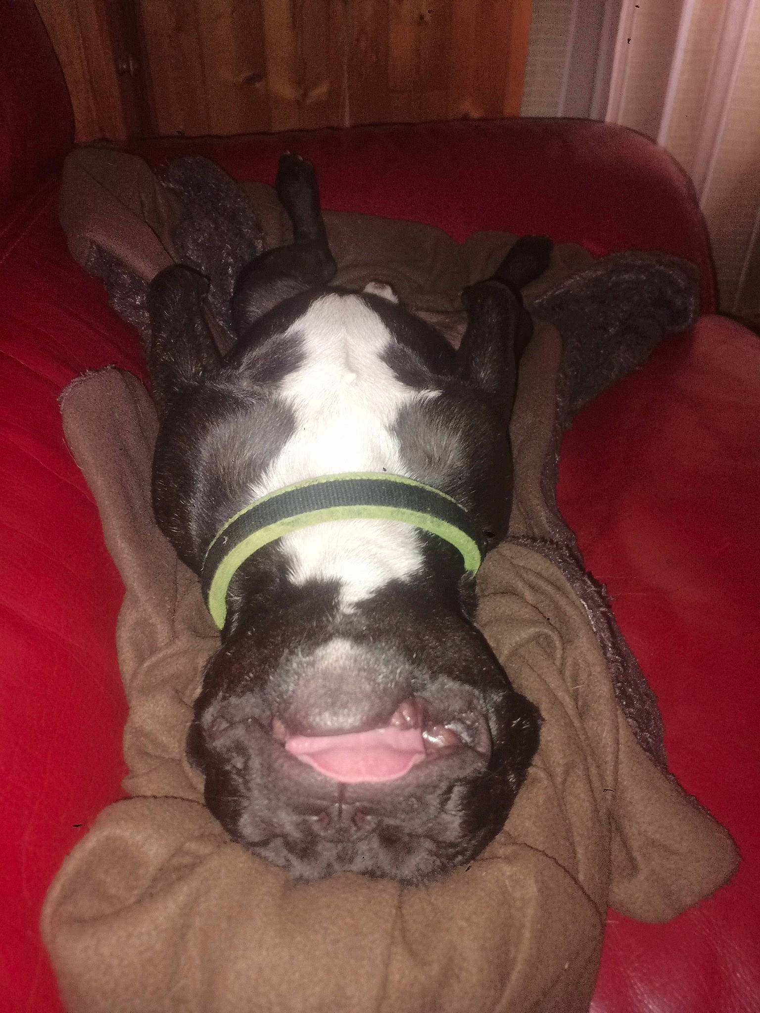 Floky participe au concours pour gagner de l'argent avec cette photo : canidae, carnivore, comfort, companion_dog, dog, dog_breed, ear, fawn, felidae, fur, human_leg, jaw, leg, liver, small_to_medium_sized_cats, snout, sporting_group, tail, whiskers, working_animal