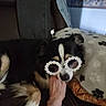 accessory, animal, black, blanket, brown, comfort, couch, cute, dog, fur, hand, home, indoor, paw_print, pet, playful, relaxing, resting, sunglasses, white