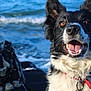 dog, black_and_white, border_collie, animal, pet, outdoor, sea, ocean, waves, rocks, happy, tongue, fur, collar, nature, water, canine, excited, smiling, beach
