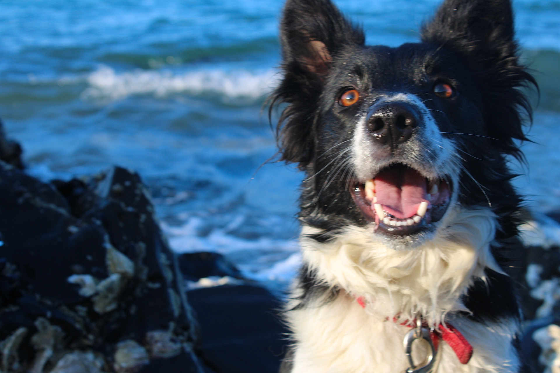 Rebelle participe au concours pour gagner de l'argent avec cette photo : dog, black_and_white, border_collie, animal, pet, outdoor, sea, ocean, waves, rocks, happy, tongue, fur, collar, nature, water, canine, excited, smiling, beach