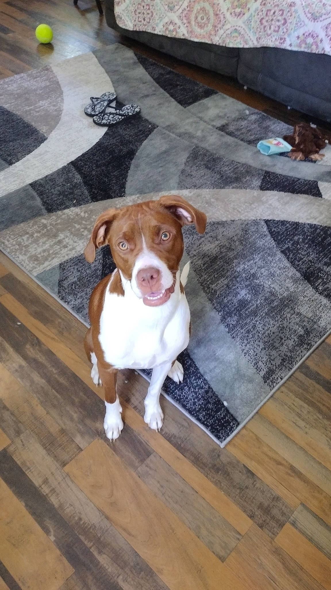 Hazey is registered to the contest to win money with this photo: carnivore, companion_dog, dog, dog_breed, fawn, floor, flooring, hardwood, hound, liver, plank, road_surface, snout, sporting_group, varnish, window, wood, wood_flooring, wood_stain, working_animal