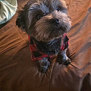 Mickey is registered to the contest to win money with this photo: dog, pet, small_dog, plaid_shirt, brown_bedspread, indoor, fur, cute, looking_up, bed, cozy, domestic_animal, canine, black_and_gray_fur, portrait, animal_clothing, companion, fluffy, sitting, curious