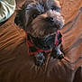 dog, pet, small_dog, plaid_shirt, brown_bedspread, indoor, fur, cute, looking_up, bed, cozy, domestic_animal, canine, black_and_gray_fur, portrait, animal_clothing, companion, fluffy, sitting, curious