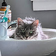 Stevie is registered to the contest to win money with this photo: cat, sink, bathroom, toothbrush, soap_dispenser, gray_cat, domestic_cat, pet, fur, green_eyes, window, white, clean, relaxed, indoor, household, portrait, curious, feline, still_life