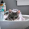 cat, sink, bathroom, toothbrush, soap_dispenser, gray_cat, domestic_cat, pet, fur, green_eyes, window, white, clean, relaxed, indoor, household, portrait, curious, feline, still_life