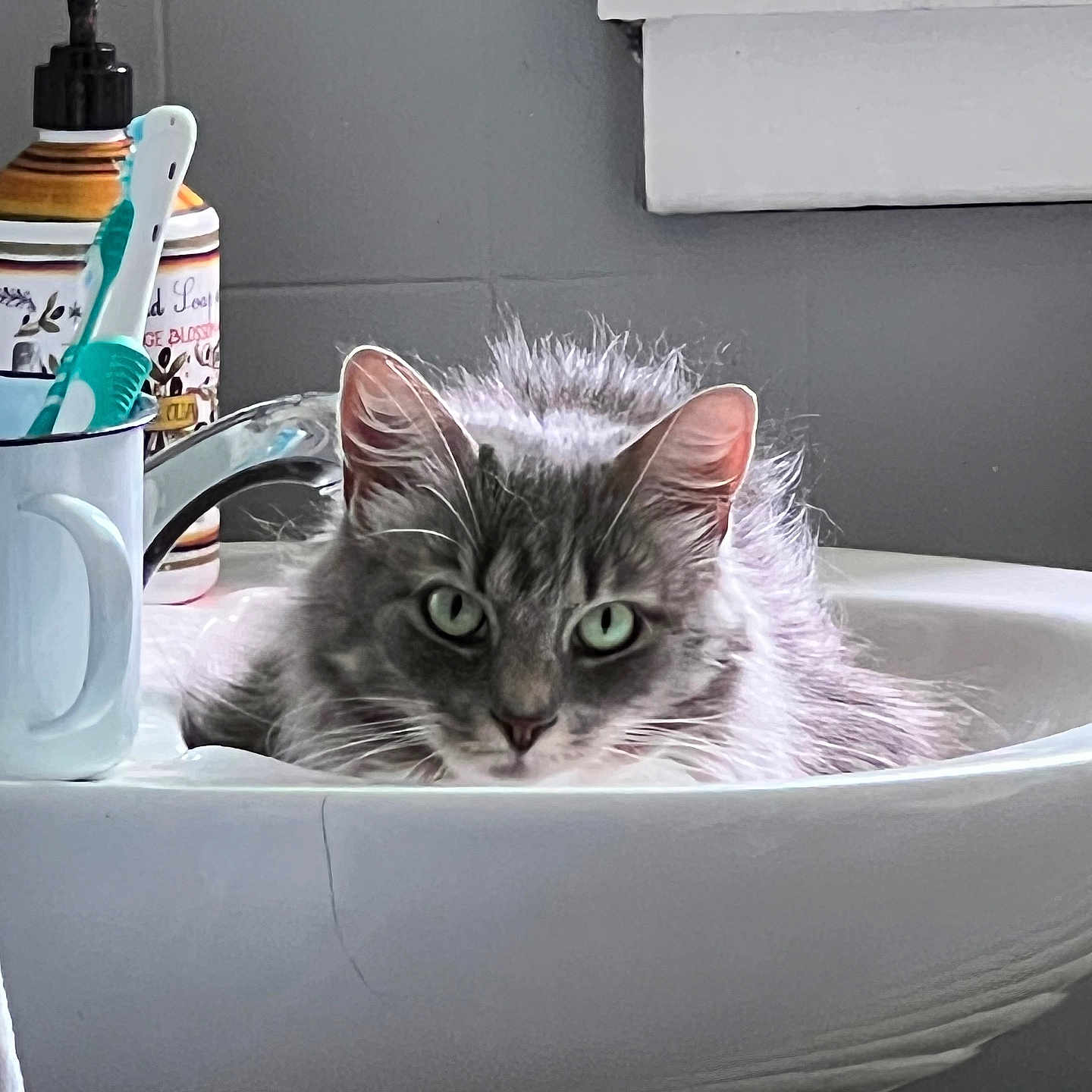 Stevie is registered to the contest to win money with this photo: cat, sink, bathroom, toothbrush, soap_dispenser, gray_cat, domestic_cat, pet, fur, green_eyes, window, white, clean, relaxed, indoor, household, portrait, curious, feline, still_life