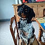 dog, canine, pet, chair, wooden_furniture, indoor, home, curious, black_and_tan, collar, fur, portrait, animal, domestic, seated, looking, ears, table, floor, background