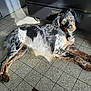 dog, animal, pet, indoor, floor, tile_floor, sunlight, shadow, black_fur, brown_fur, white_fur, speckled_fur, curious, lying_down, relaxed, looking_at_camera, appliance, home, domestic_animal, mammal