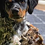 Ugo participe au concours pour gagner de l'argent avec cette photo : dog, kitten, cat, animal, pet, cuddle, indoor, cute, playful, fur, paw, friendship, closeup, brown, black, white, young, adorable, companion, relaxed