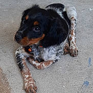 Ugo participe au concours pour gagner de l'argent avec cette photo : puppy, dog, black_fur, brown_fur, white_fur, speckled_legs, collar, bell, concrete_floor, laying_down, pet, cute, animal, young_dog, curious, ears, paw, close_up, indoor, fur