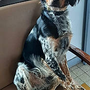 Ugo a rejoint le concours — aidez-le/la à gagner de superbes lots ! animal, attentive, black_coat, brown_chair, chair, collar, cute, dog, domestic_animal, ears, floor, fur, indoor, looking, natural_light, paw, pet, sitting, spotted_legs, window