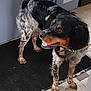 Ugo participe au concours pour gagner de l'argent avec cette photo : dog, pet, indoor, black_and_white, brown_markings, standing, floor_mat, tiled_floor, collar, leash, animal, canine, happy, fur, ears, mouth_open, looking_away, four_legs, tail, domestic