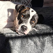 Zaza a rejoint le concours — aidez-le/la à gagner de superbes lots ! bed, black_and_white, blanket, closeup, cozy, dog, ears, furry, indoor, legs, lying_down, nose, patterned_pillow, person, pet, relaxed, resting, shadow, sunlight, warm_light