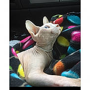 Pearl is registered to the contest to win money with this photo: animal, blanket, blue_eyes, car_interior, cat, collar, colorful_blanket, cozy, ears, feline, hairless_cat, indoor, lounging, pet, photograph, portrait, sitting, smartphone_screenshot, sphynx_cat, whiskers