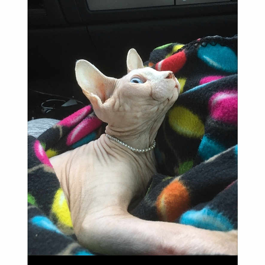 Pearl