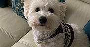 Angelo a rejoint le concours — aidez-le/la à gagner de superbes lots ! dog, white_dog, small_dog, fluffy, pet, animal, portrait, sitting, couch, sofa, leather, pillow, cushion, sweater, clothing, collar, name_tag, indoors, cozy, cute
