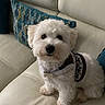 dog, white_dog, small_dog, fluffy, pet, animal, portrait, sitting, couch, sofa, leather, pillow, cushion, sweater, clothing, collar, name_tag, indoors, cozy, cute