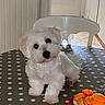 Angelo a rejoint le concours — aidez-le/la à gagner de superbes lots ! puppy, dog, white_dog, fluffy, pet, animal, sitting, head_tilt, portrait, indoors, table, tablecloth, polka_dots, chair, radiator, door, plush_toy, orange_toy, cute, playful