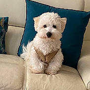 Angelo participe au concours pour gagner de l'argent avec cette photo : dog, white_dog, small_dog, fluffy, curly_fur, sitting, sweater, knitted_clothing, pet, animal, portrait, indoors, armchair, couch, teal_pillow, cream_furniture, home_decor, cute, front_facing, photography