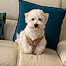 dog, white_dog, small_dog, fluffy, curly_fur, sitting, sweater, knitted_clothing, pet, animal, portrait, indoors, armchair, couch, teal_pillow, cream_furniture, home_decor, cute, front_facing, photography