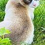 abyssinian, angora, animal, cat, field, grass, grassland, green, herbal, herbs, kitten, lawn, leaf, manx, nature, outdoors, pet, plant, siamese, yard