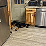 Baxter is registered to the contest to win money with this photo: dog, kitchen, floor, door, cabinet, wood, appliance, refrigerator, dishwasher, countertop, slow_cooker, coffee_maker, can, metal_bowl, tile_floor, relaxed, black_dog, tan_dog, indoor, pet