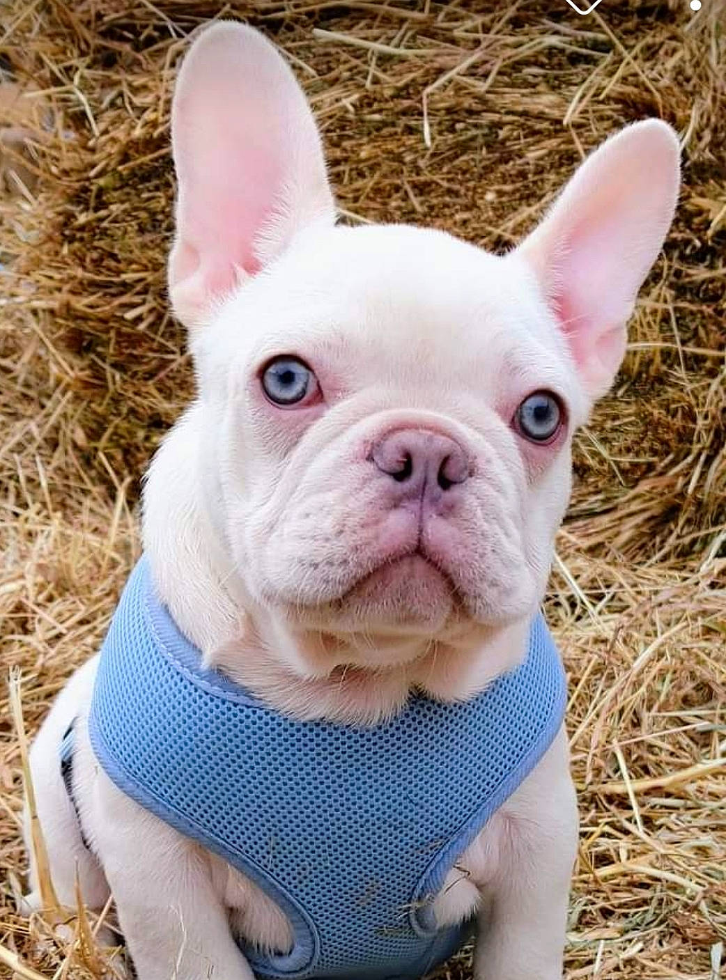 François is registered to the contest to win money with this photo: carnivore, companion_dog, dog, dog_breed, ear, electric_blue, fawn, fur, grass, human_body, mammal, neck, non_sporting_group, pink, snout, terrestrial_animal, vertebrate, whiskers, working_animal