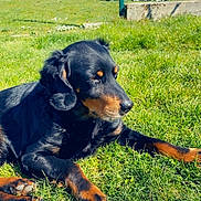 Milka a rejoint le concours — aidez-le/la à gagner de superbes lots ! dog, black_dog, tan_dog, grass, outdoor, sunny, pet, animal, canine, lawn, relaxed, resting, nature, daylight, muzzle, ears, paws, fur, field, heart_shape
