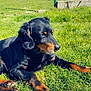 dog, black_dog, tan_dog, grass, outdoor, sunny, pet, animal, canine, lawn, relaxed, resting, nature, daylight, muzzle, ears, paws, fur, field, heart_shape