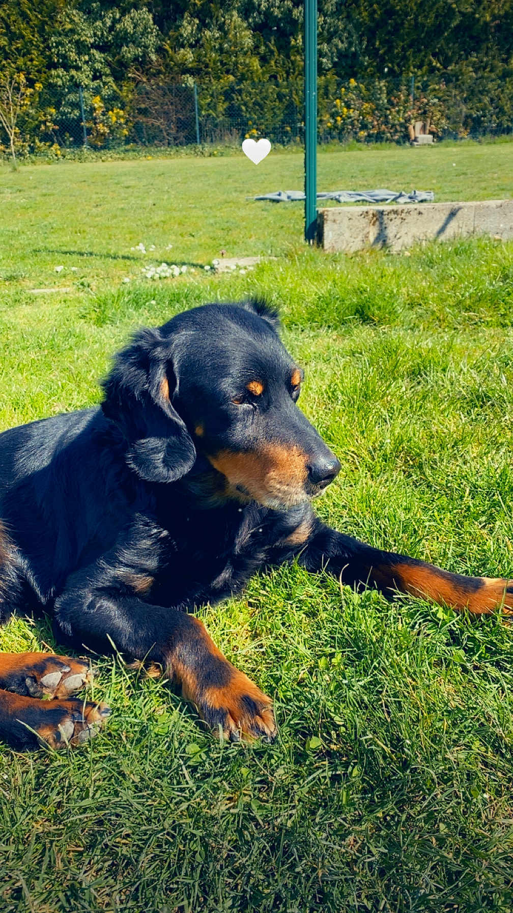 Milka a rejoint le concours — aidez-le/la à gagner de superbes lots ! dog, black_dog, tan_dog, grass, outdoor, sunny, pet, animal, canine, lawn, relaxed, resting, nature, daylight, muzzle, ears, paws, fur, field, heart_shape