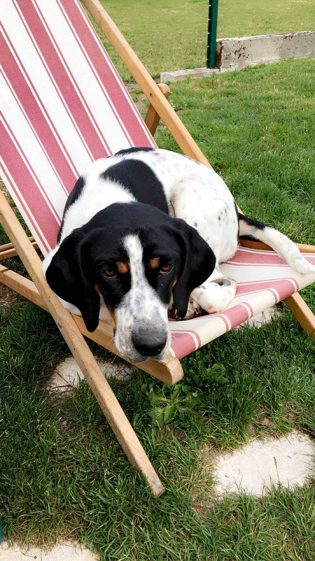 Siska a rejoint le concours — aidez-le/la à gagner de superbes lots ! canidae, carnivore, companion_dog, dog, dog_breed, grass, herding_dog, hunting_dog, leisure, plant, recreation, sporting_group, working_animal, working_dog