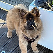 Appollon a rejoint le concours — aidez-le/la à gagner de superbes lots ! puppy, dog, fluffy, brown_fur, outdoor, daylight, plant, planter, wooden_deck, pet, animal, curious, young_dog, harness, ears_up, small_dog, canine, nature, cute, standing