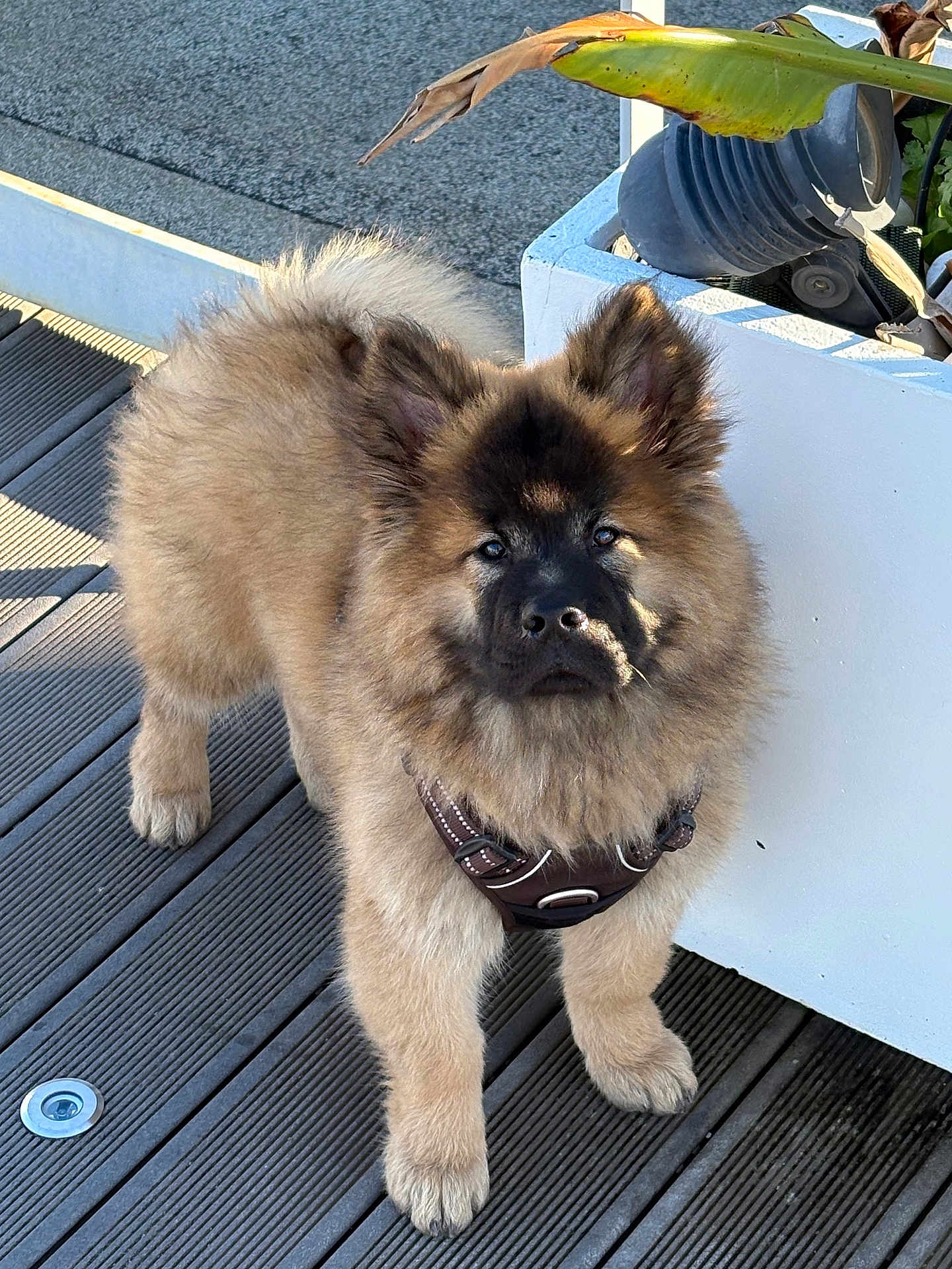 Appollon a rejoint le concours — aidez-le/la à gagner de superbes lots ! puppy, dog, fluffy, brown_fur, outdoor, daylight, plant, planter, wooden_deck, pet, animal, curious, young_dog, harness, ears_up, small_dog, canine, nature, cute, standing