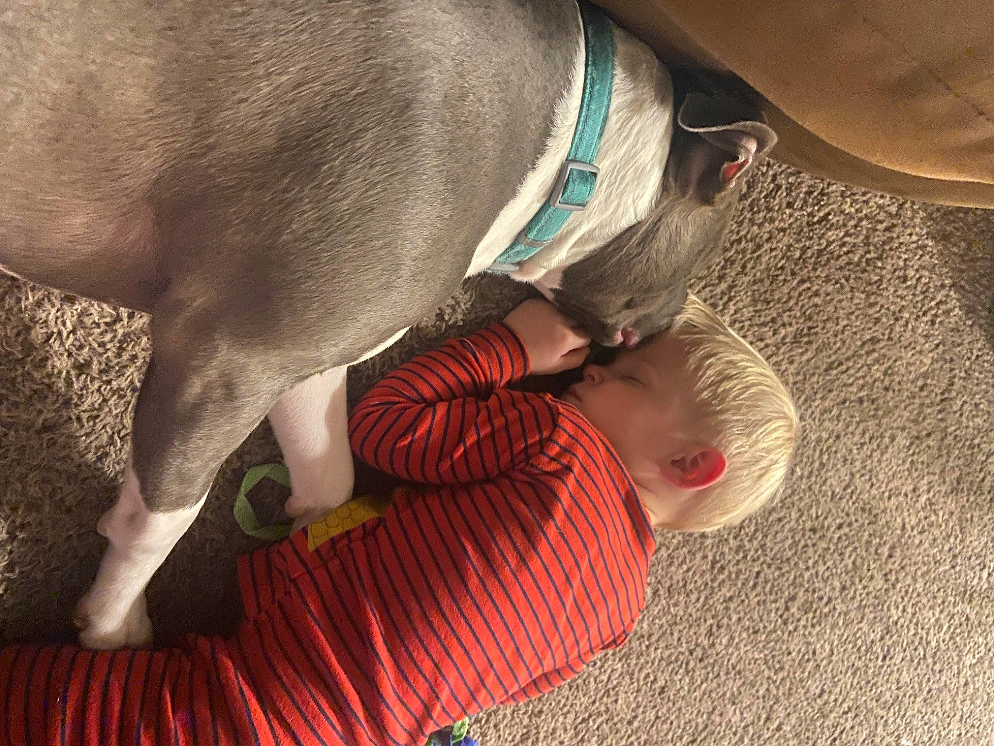 Jordan joined the competition — help win amazing prizes! canidae, carnivore, collar, comfort, companion_dog, dog, dog_breed, elbow, fawn, flooring, foot, fun, hat, human_leg, person, snout, sporting_group, tail, toddler, wood