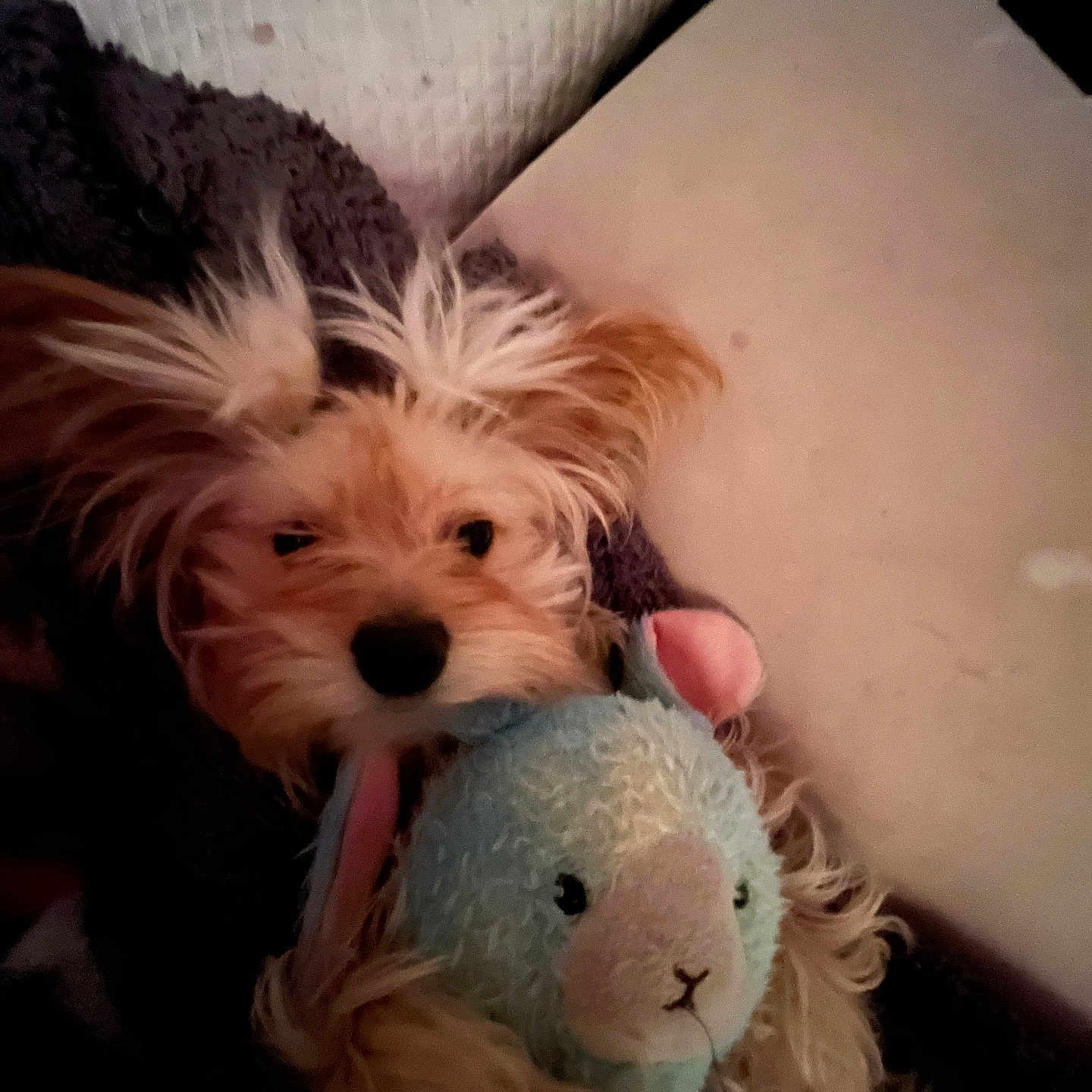 Lilly Bean Medina joined the competition — help win amazing prizes! animal, blanket, brown_fur, closeup, companion, cozy, cute, dog, ears, face, furry, indoor, pet, pillow, resting, sleepy, snuggled, soft_texture, stuffed_animal, toy