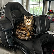 Hoover is registered to the contest to win money with this photo: animal, black, cat, daylight, feline, greenery, guarding, household, indoor, leather_seat, metallic, motorcycle, pet, relaxed, seat, storage_shelf, tabby, vehicle, window, yellow_eyes