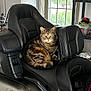 animal, black, cat, daylight, feline, greenery, guarding, household, indoor, leather_seat, metallic, motorcycle, pet, relaxed, seat, storage_shelf, tabby, vehicle, window, yellow_eyes